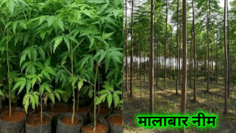 malabar neem tree farming