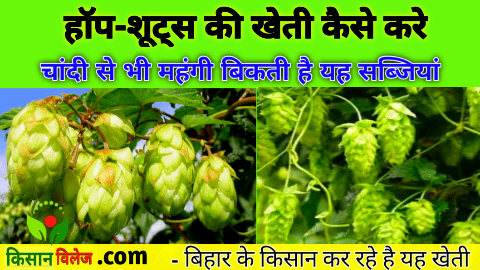 hops in india