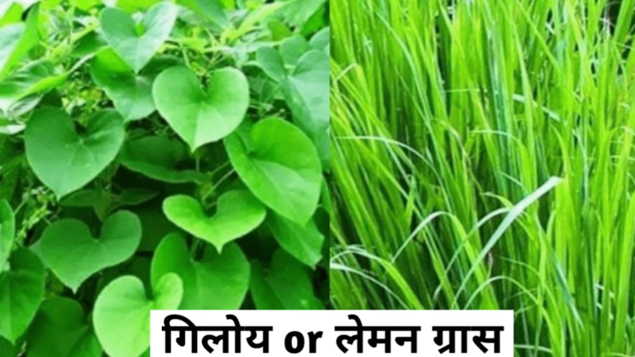 top 10 medicinal plants in india जो हमारे घर में होने जरुरी है