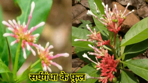 sarpagandha flower plant 
