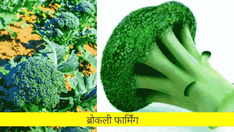 broccoli farming in india