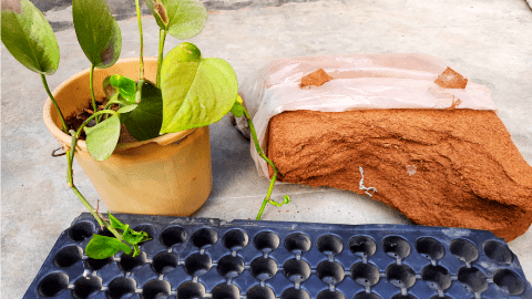 how to make cocopeat at home 