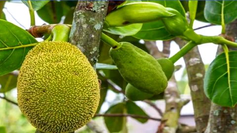 jackfruit farming - कटहल की खेती कैसे करे - होगी लाखो में कमाई 