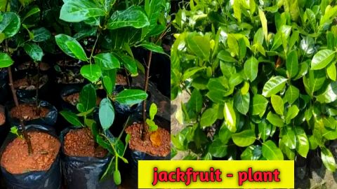 jackfruit farming - कटहल की खेती कैसे करे - होगी लाखो में कमाई 