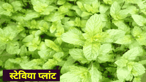 stevia plant in hindi