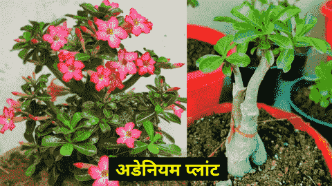 adenium plant care in hindi
