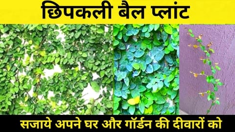 Chipkali Bel Plant In Hindi