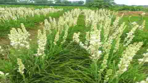 रजनीगंधा की वैज्ञानिक खेती कैसे शुरू करे | किसान कमाएंगे मोटा मुनाफा | ￼￼rajnigandha flower in hindi