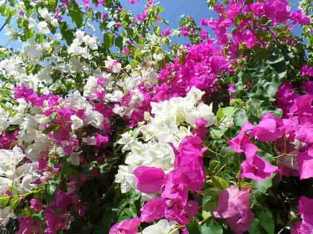 बारहमाशी फूलों के 25 ऐसे पोधे जिनमे प्रतिदिन फुल मिलेंगे | 365 days flowering plants in india | बारहमाशी फूलों के पोधे