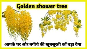 golden shower tree in hindi
