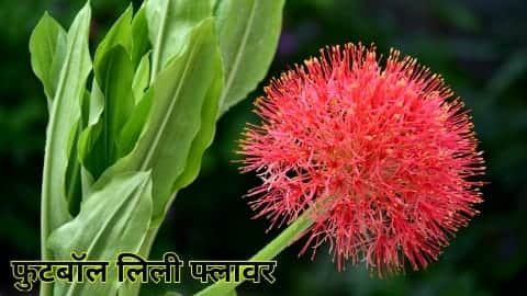 football lily plant care in hindi
