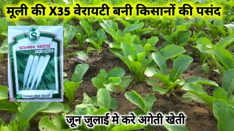 x35 radish seeds farming
