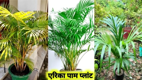 how to take care of areca palm