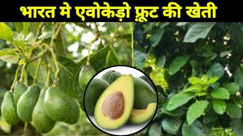 एवोकैडो पोषक तत्वों से भरपूर फल की खेती से कमाए मोटा मुनाफा | Avocado Farming | avocado cultivation in india