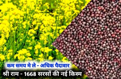 सरसों की हाइब्रिड किस्म श्रीराम-1668 , तेल की अधिक मात्रा, रोगों के प्रति सहनशील | New hybrid mustard variety