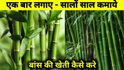 बांस की खेती में एक बार पैसा लगाकर करे लाखों की कमाई | bamboo farming | bans ki kheti